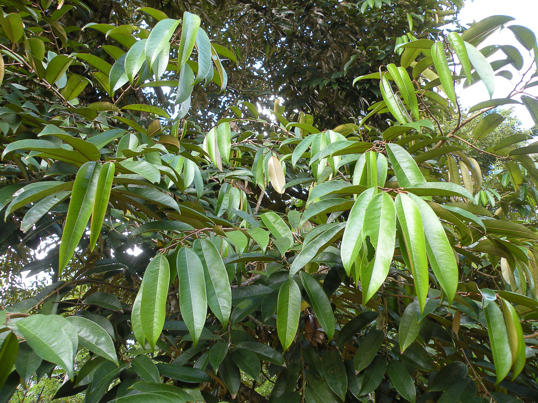 Image of Durio zibethinus specimen.