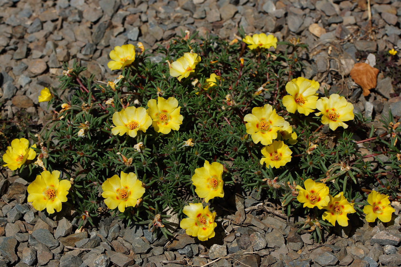 Image of Portulaca grandiflora specimen.