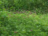 Dianthus barbatus