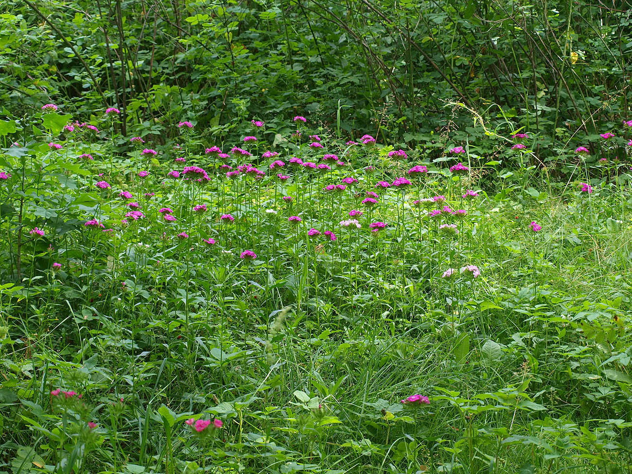 Image of Dianthus barbatus specimen.