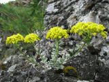 Odontarrhena obovata