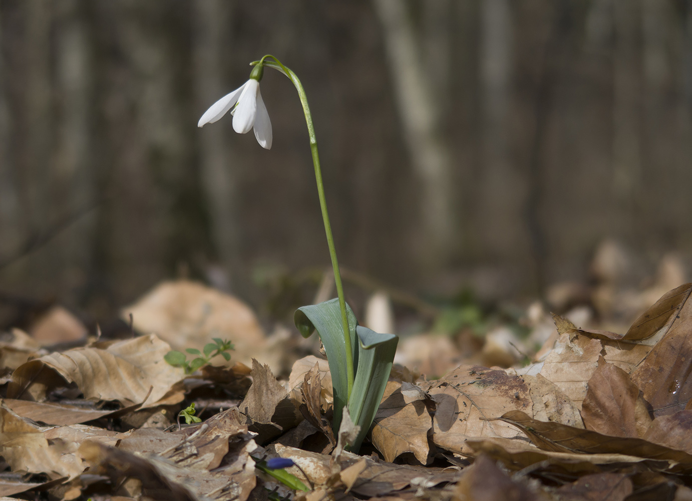 Изображение особи Galanthus alpinus.