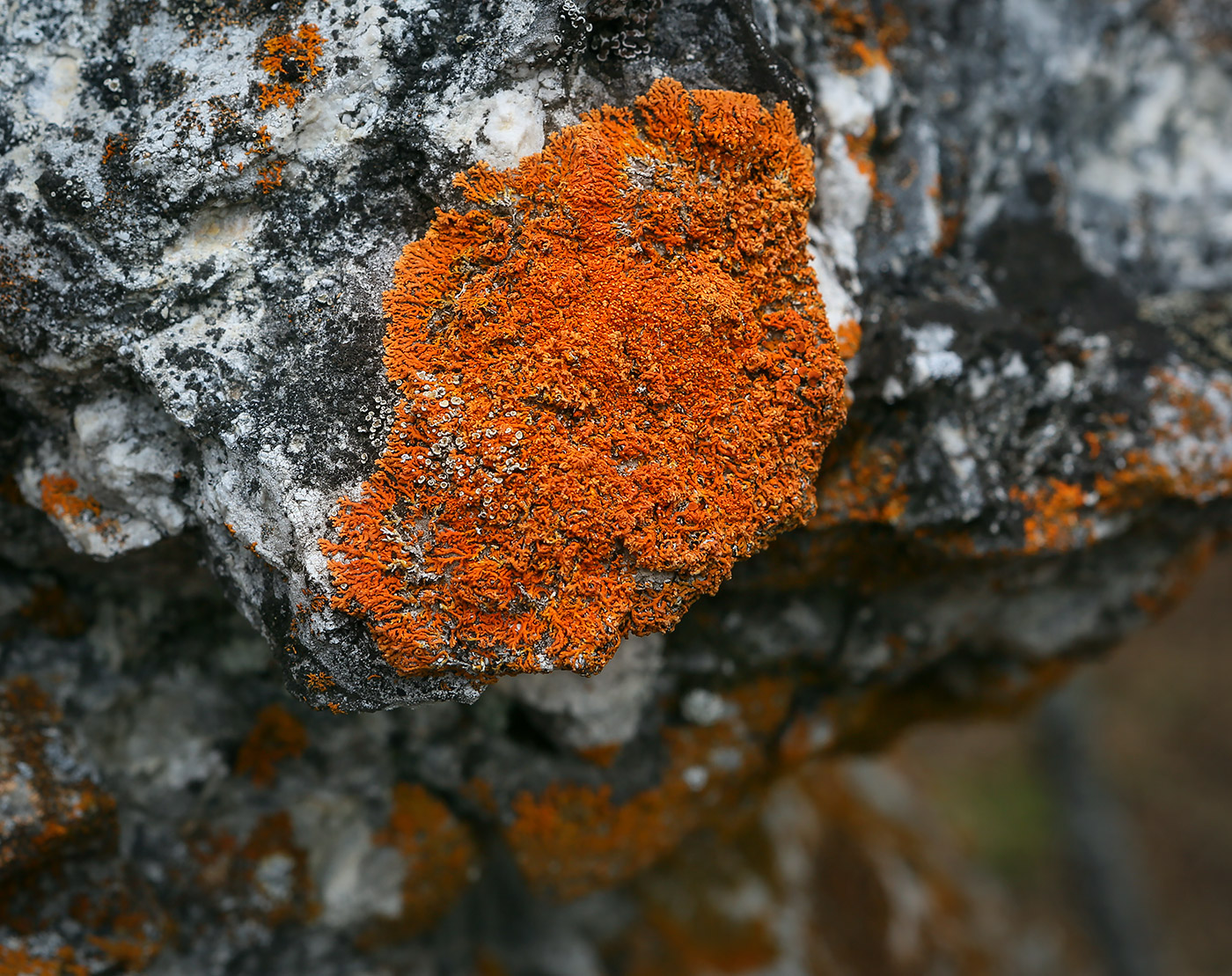 Изображение особи семейство Teloschistaceae.