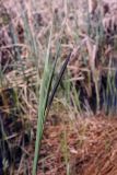Carex acuta
