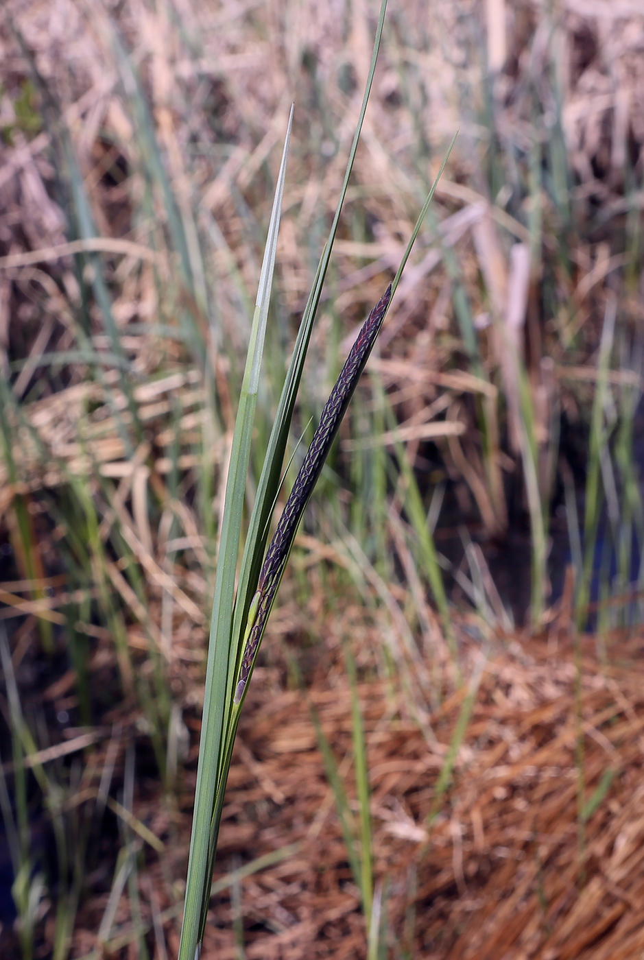 Изображение особи Carex acuta.