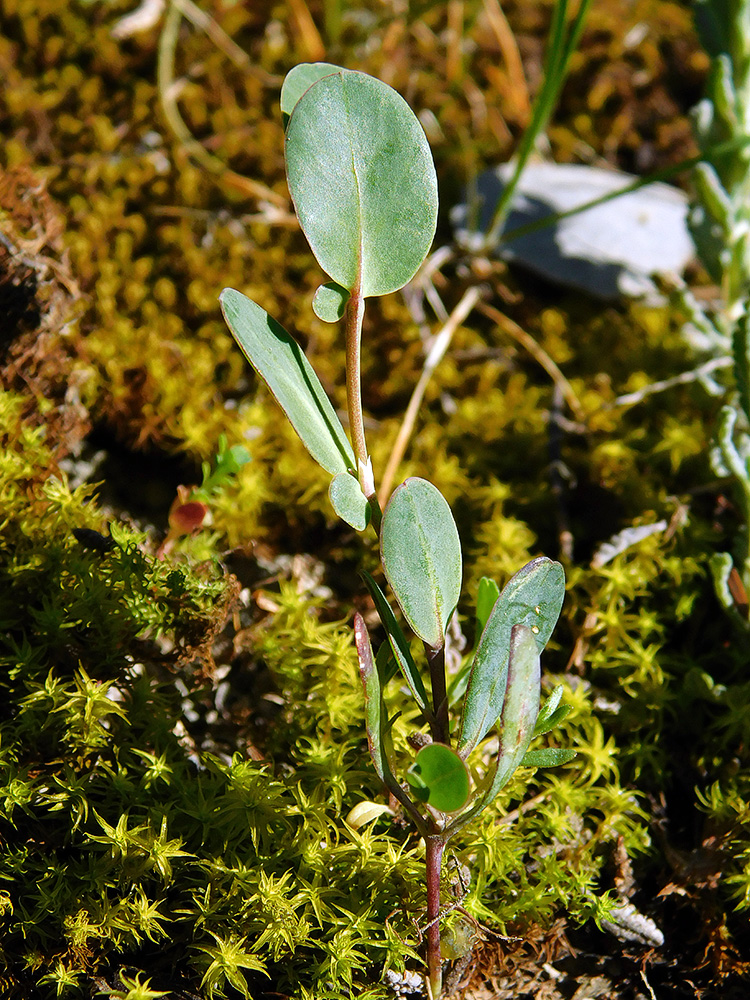 Image of Coronilla scorpioides specimen.