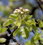 Pyrus communis