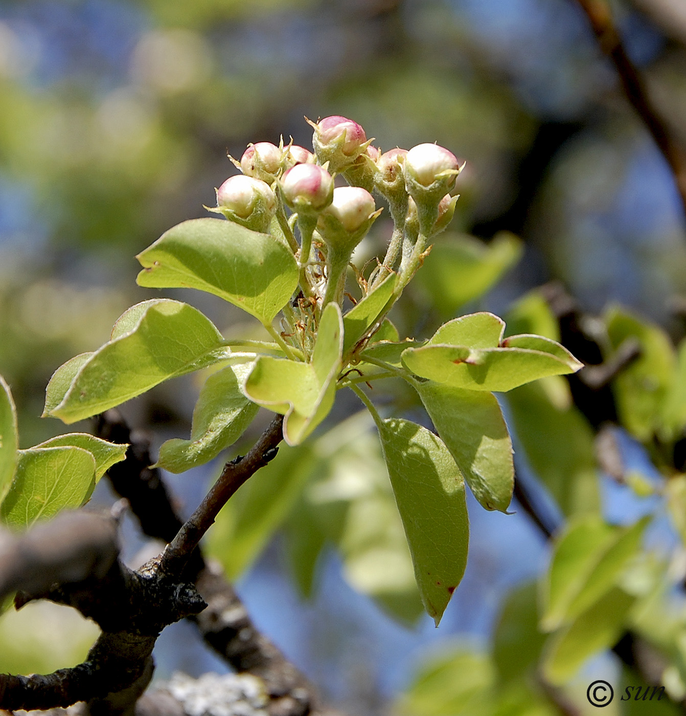 Image of Pyrus communis specimen.