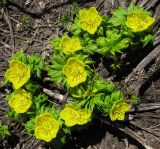 Trollius ranunculinus