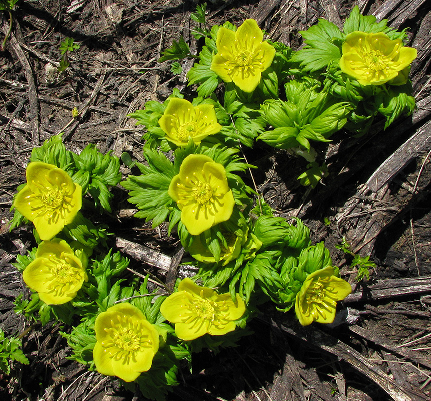 Изображение особи Trollius ranunculinus.