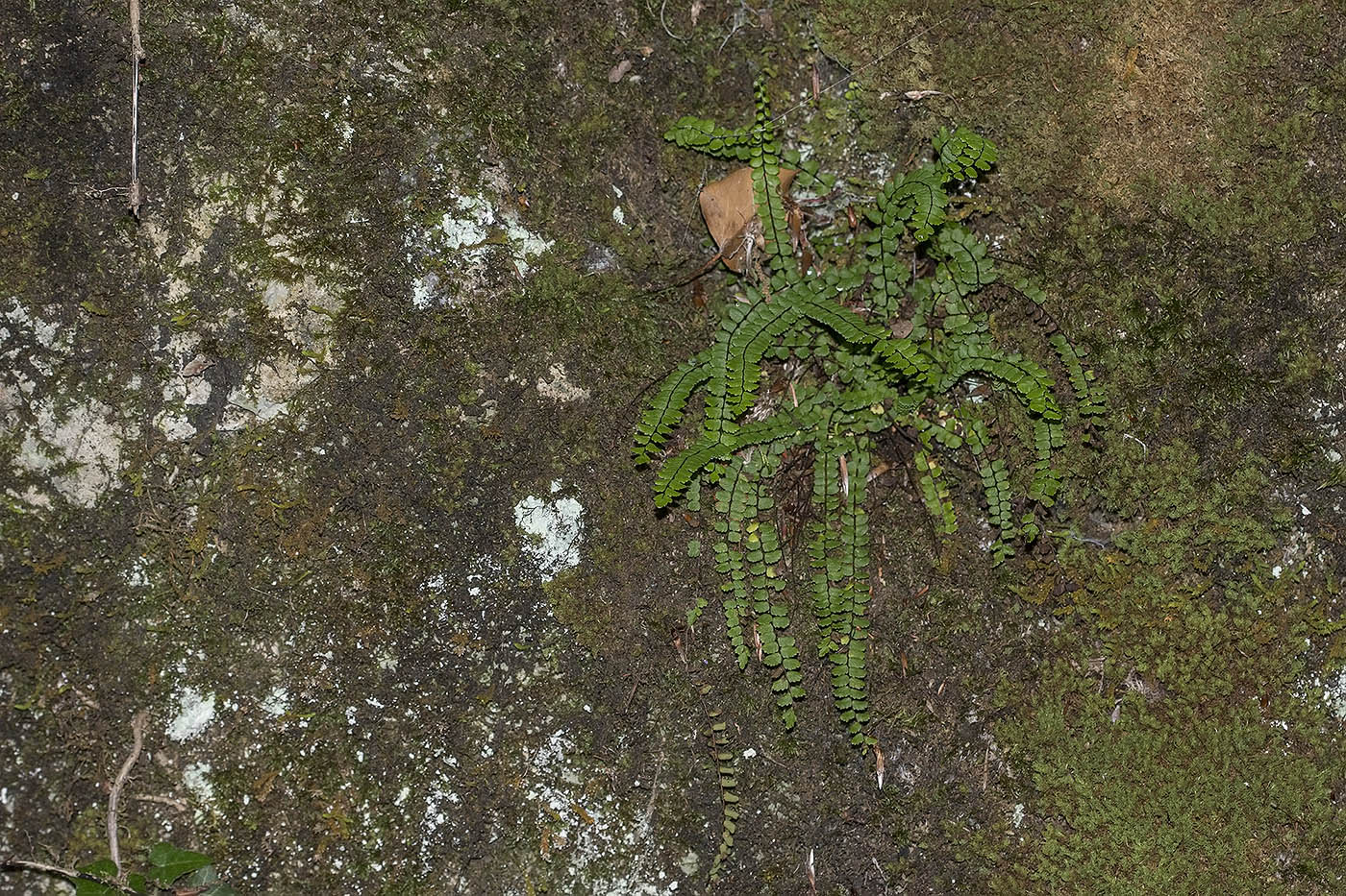 Изображение особи Asplenium trichomanes.