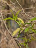 Salix euxina