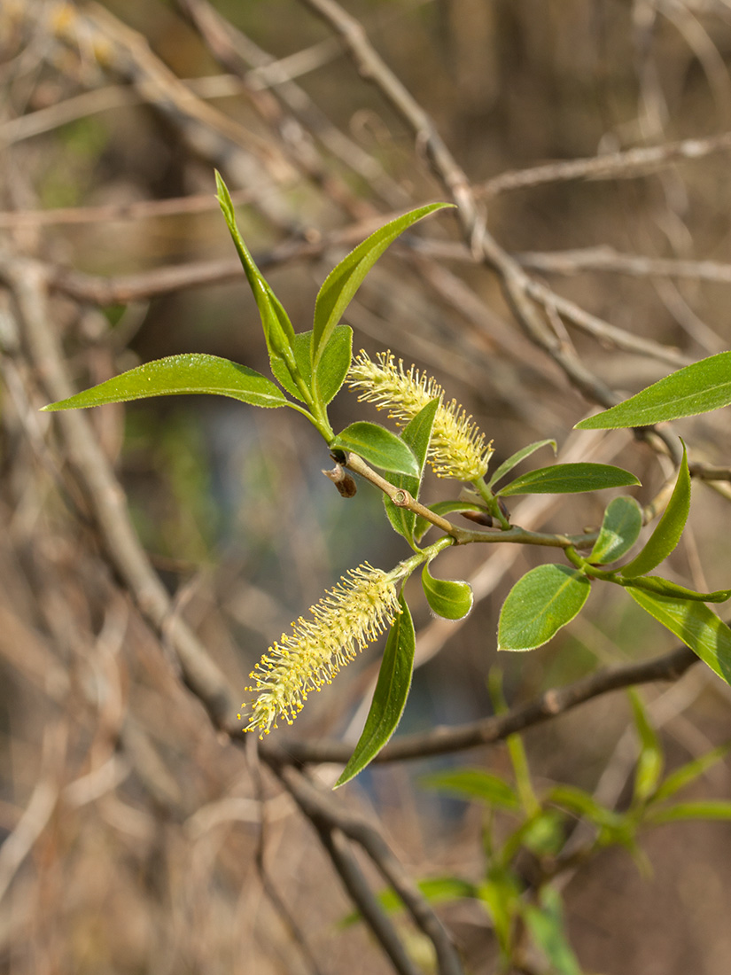 Image of Salix euxina specimen.
