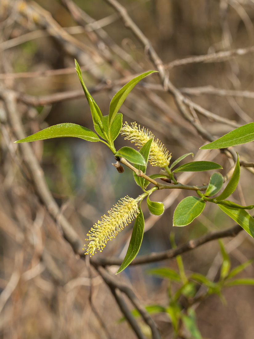 Изображение особи Salix euxina.