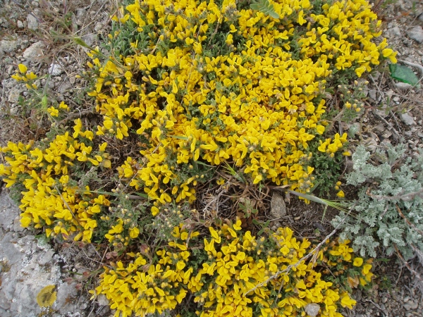 Изображение особи род Genista.