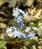 Myosotis lithospermifolia