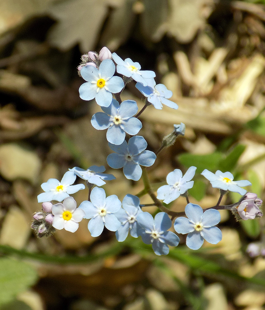 Image of Myosotis lithospermifolia specimen.