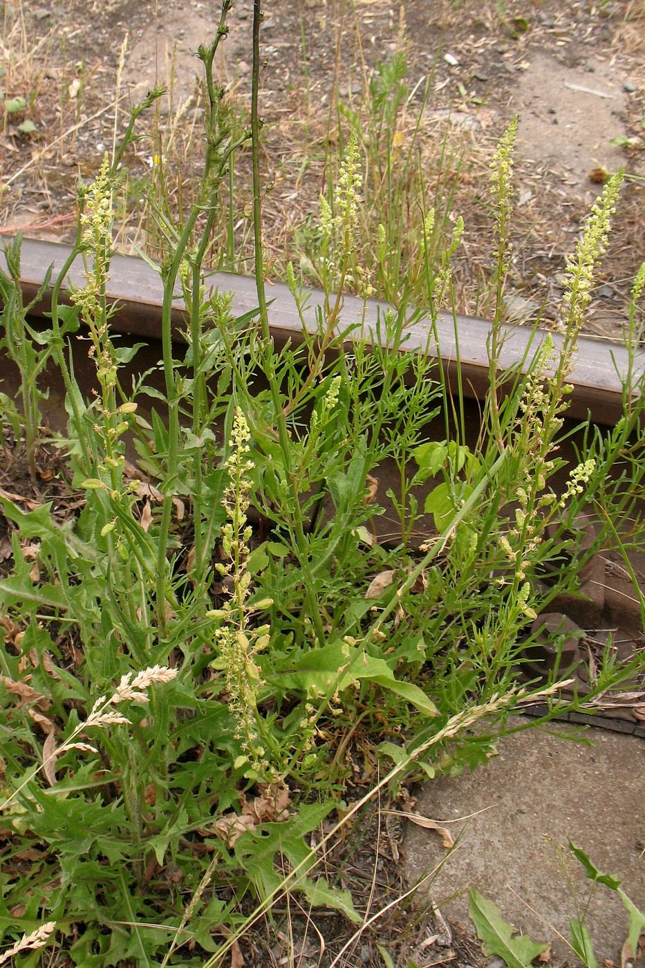 Image of Reseda lutea specimen.