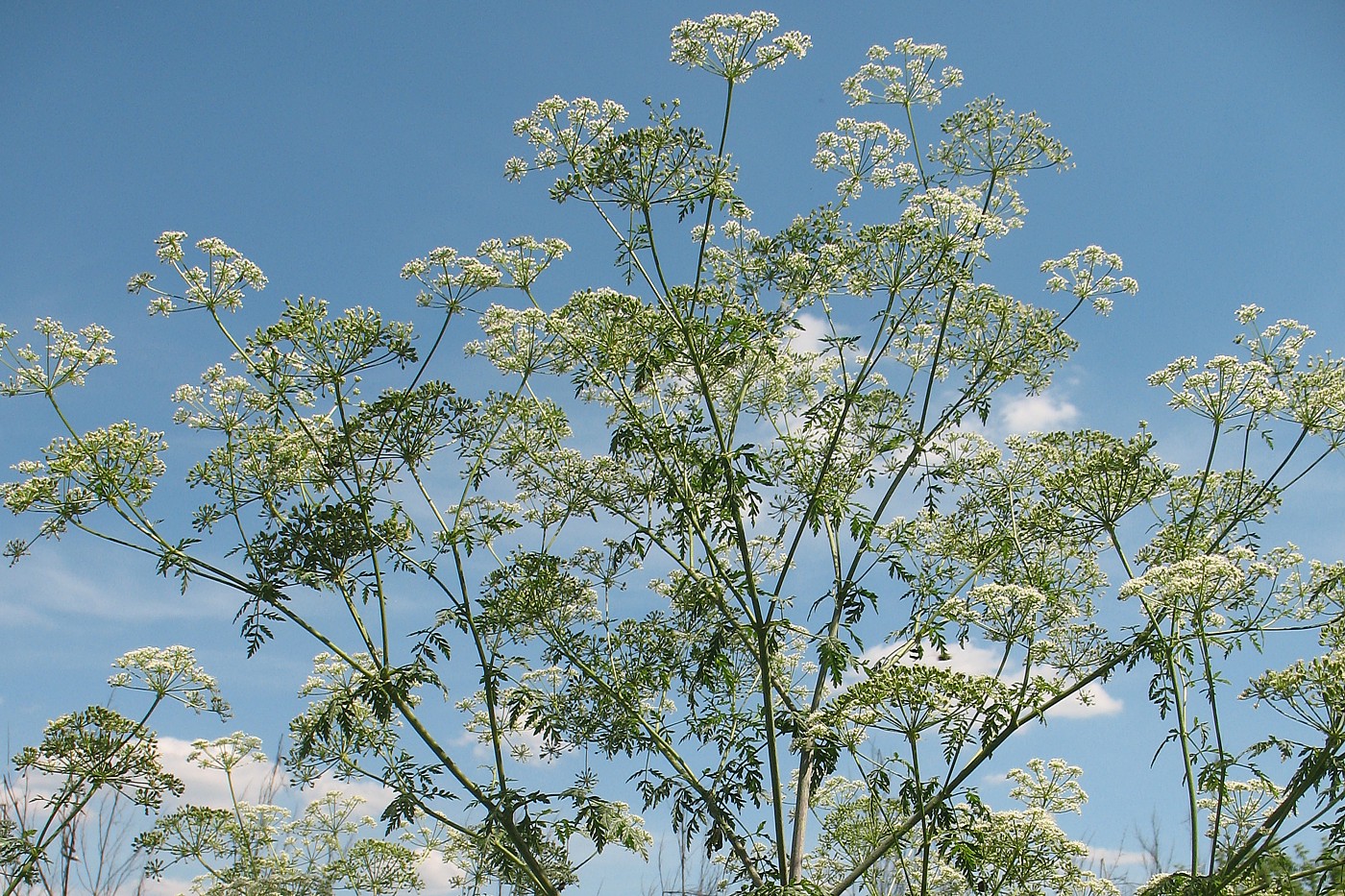 Изображение особи Conium maculatum.