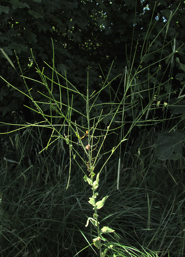 Image of Hesperis matronalis specimen.