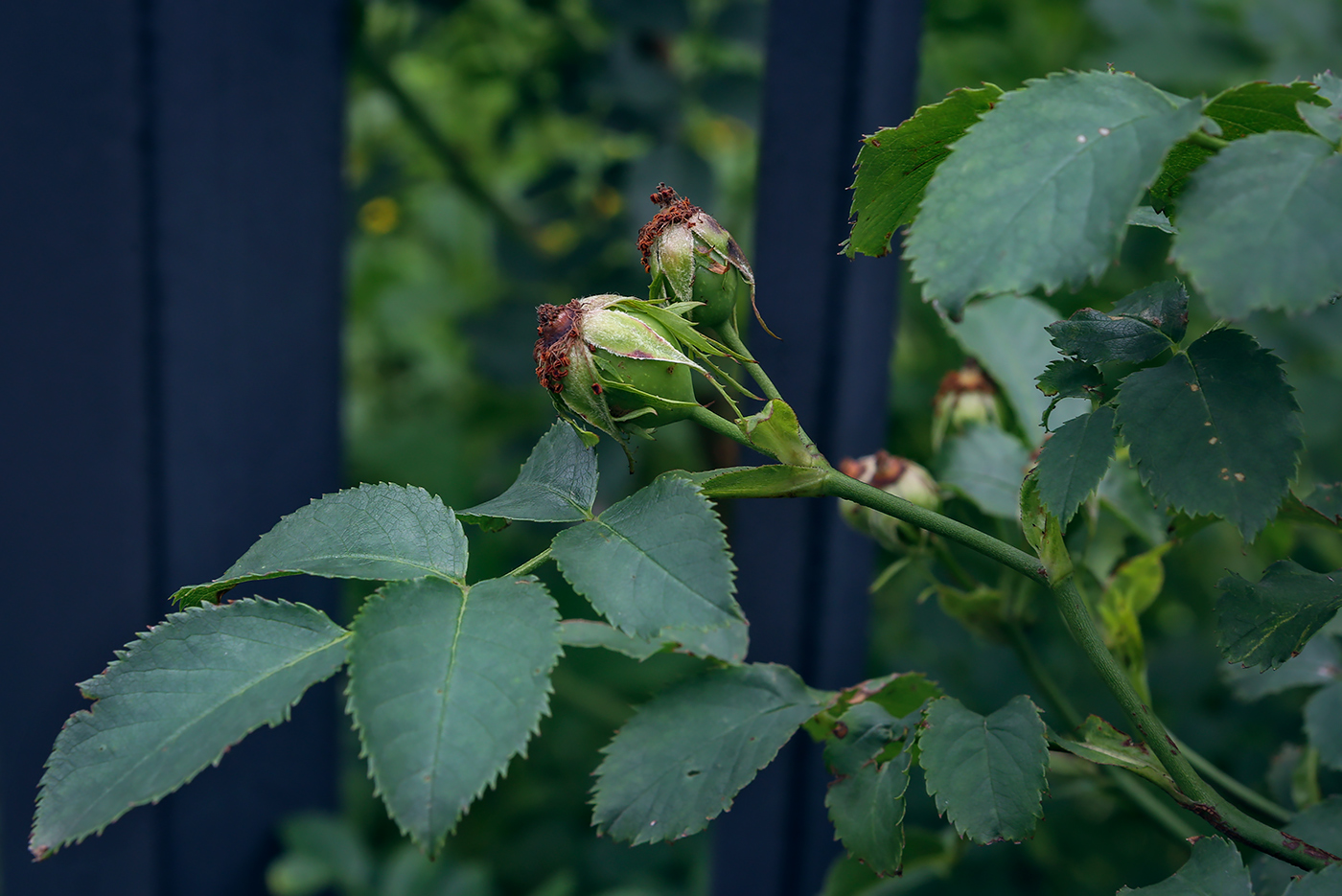 Image of Rosa rubiginosa specimen.