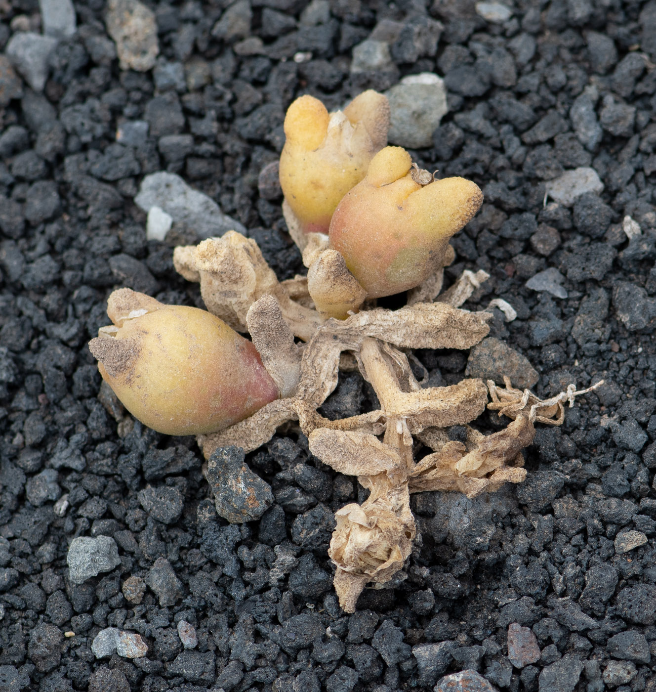 Image of Mesembryanthemum cryptanthum specimen.