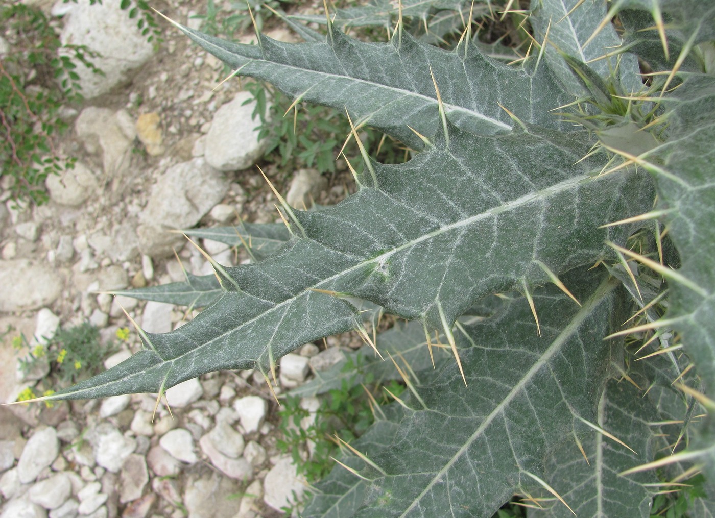 Изображение особи Cirsium argillosum.