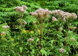 Eupatorium cannabinum