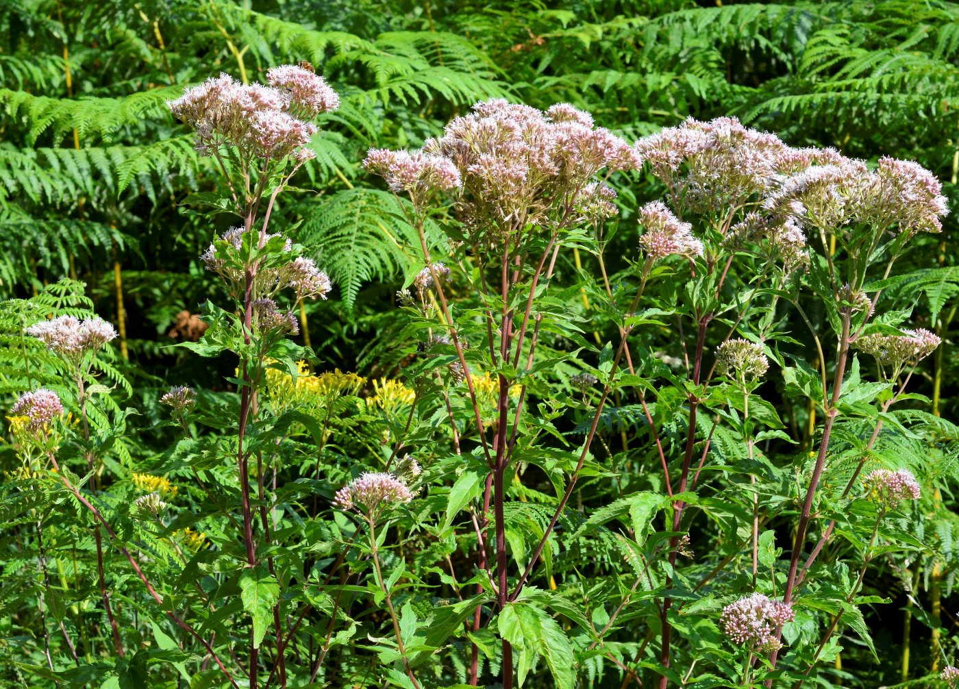 Изображение особи Eupatorium cannabinum.