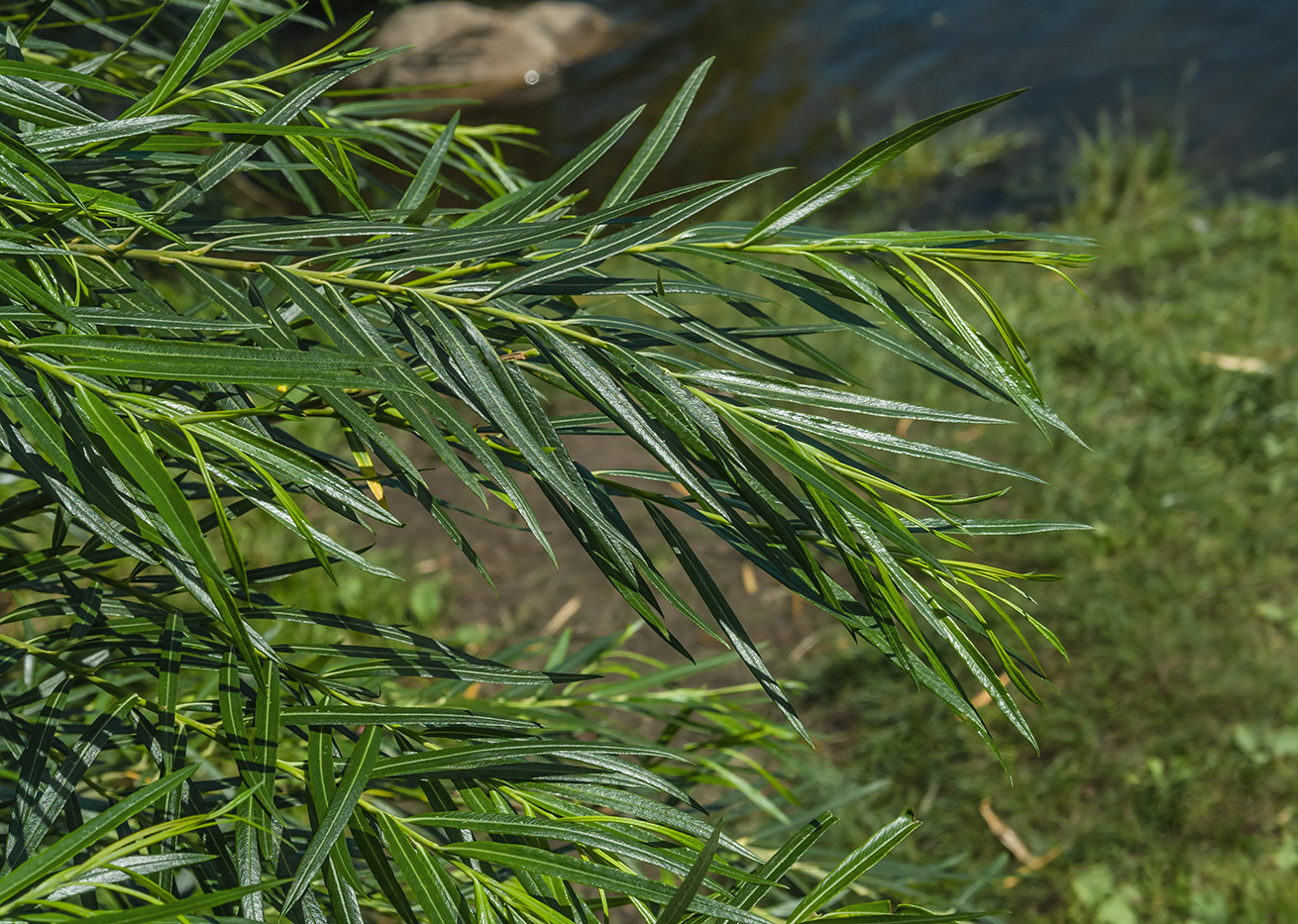 Image of Salix schwerinii specimen.