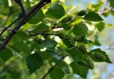 Betula tortuosa