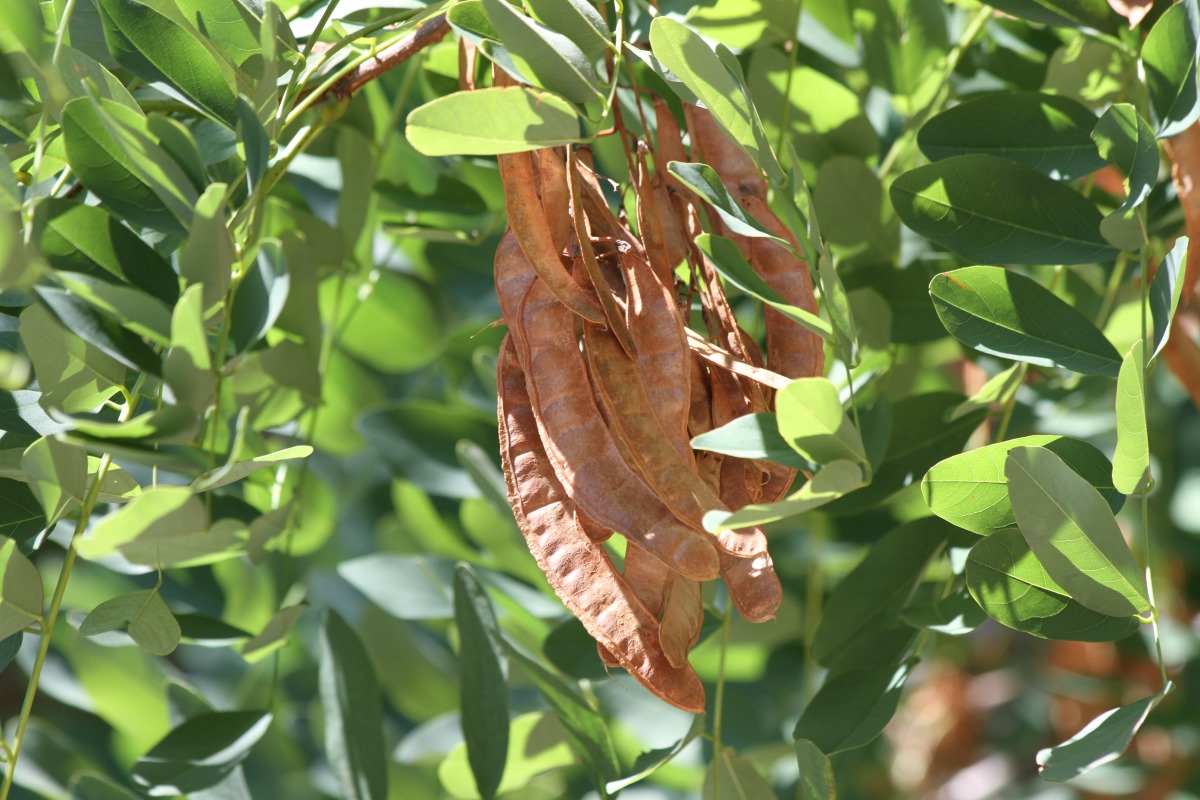 Image of genus Robinia specimen.