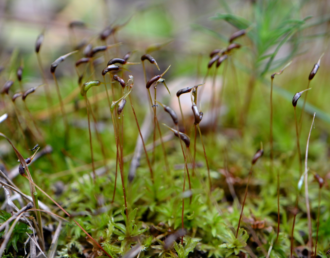 Image of Atrichum undulatum specimen.