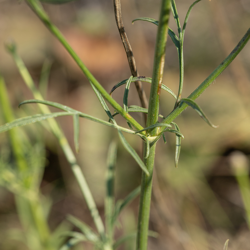 Изображение особи Cephalaria uralensis.