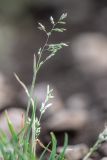 Poa badensis