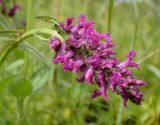 Betonica officinalis