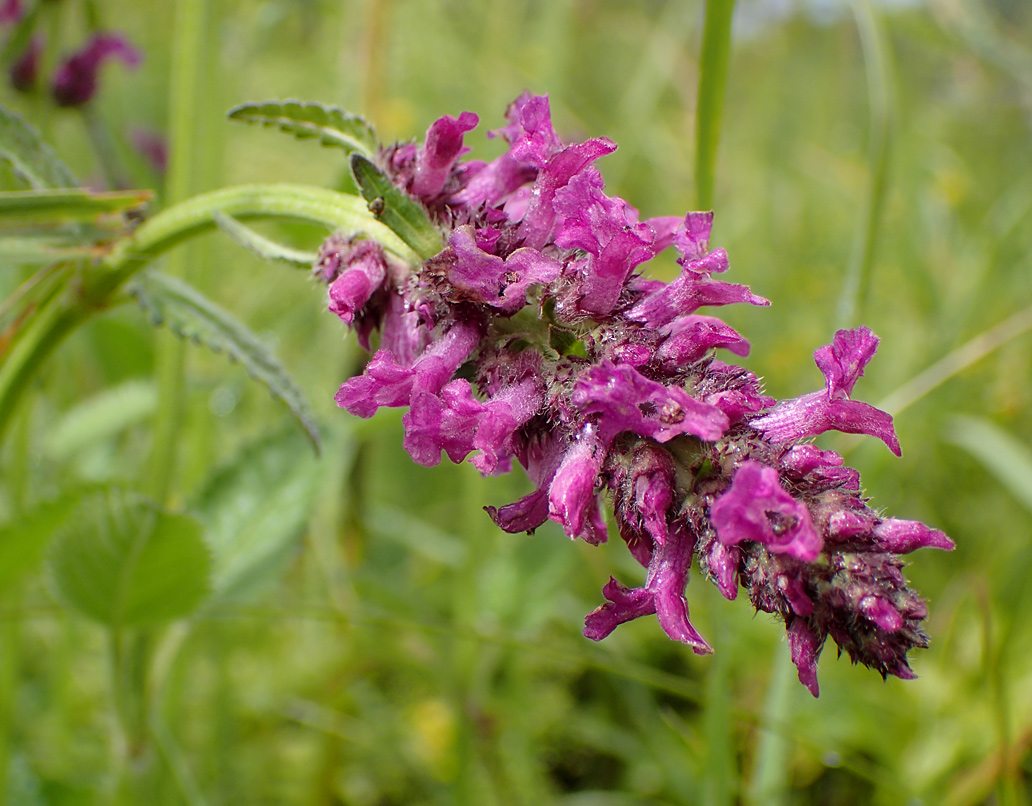 Изображение особи Betonica officinalis.