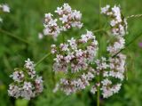 Valeriana officinalis