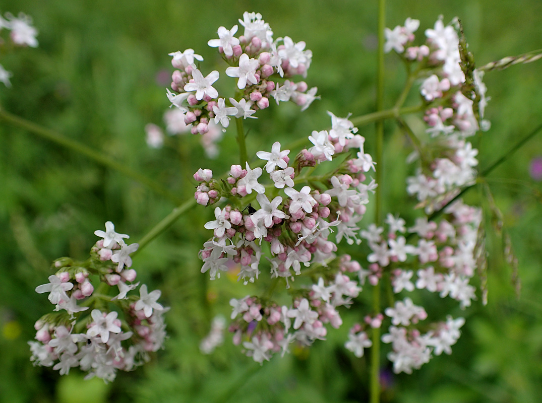 Изображение особи Valeriana officinalis.