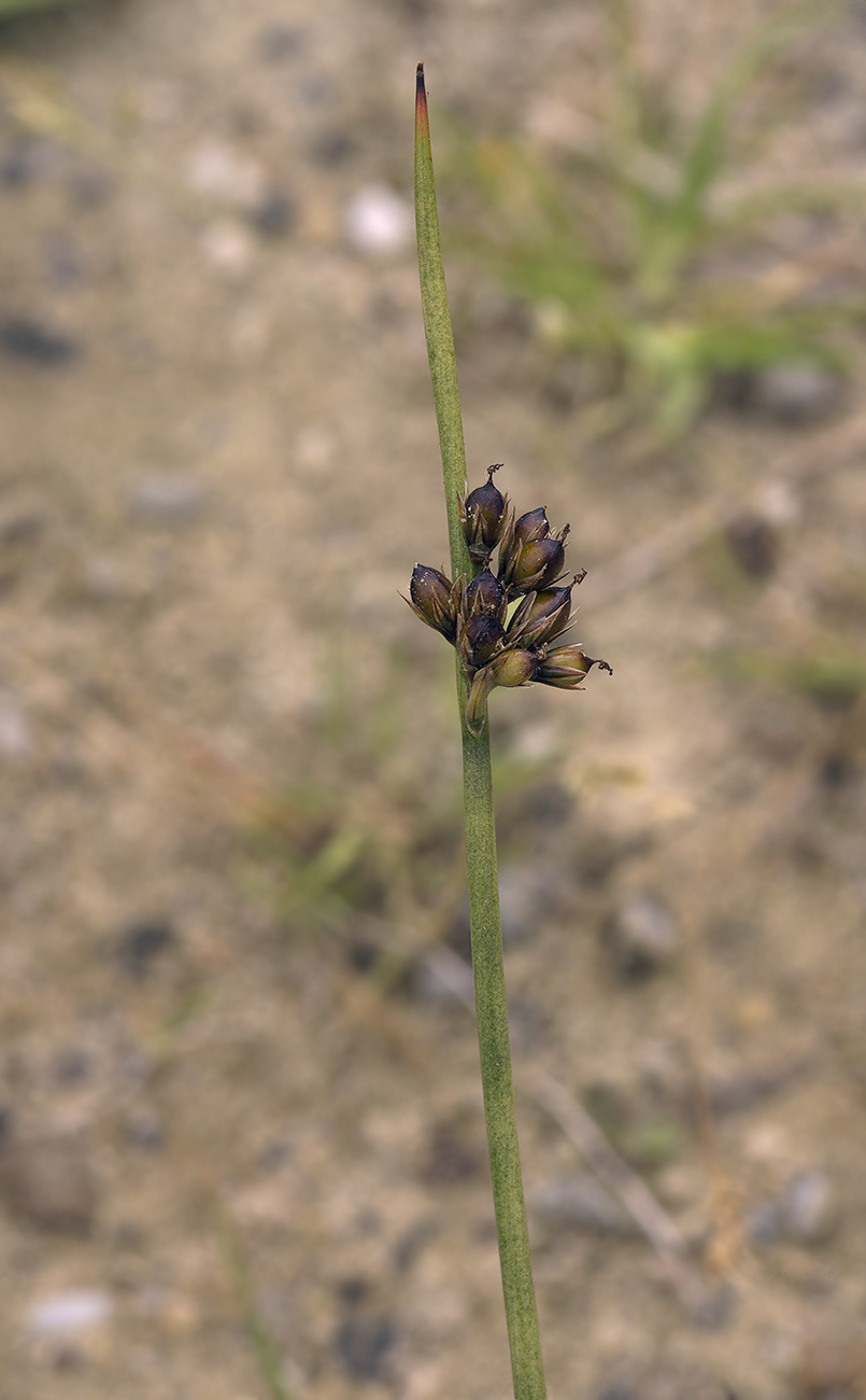 Изображение особи Juncus haenkei.