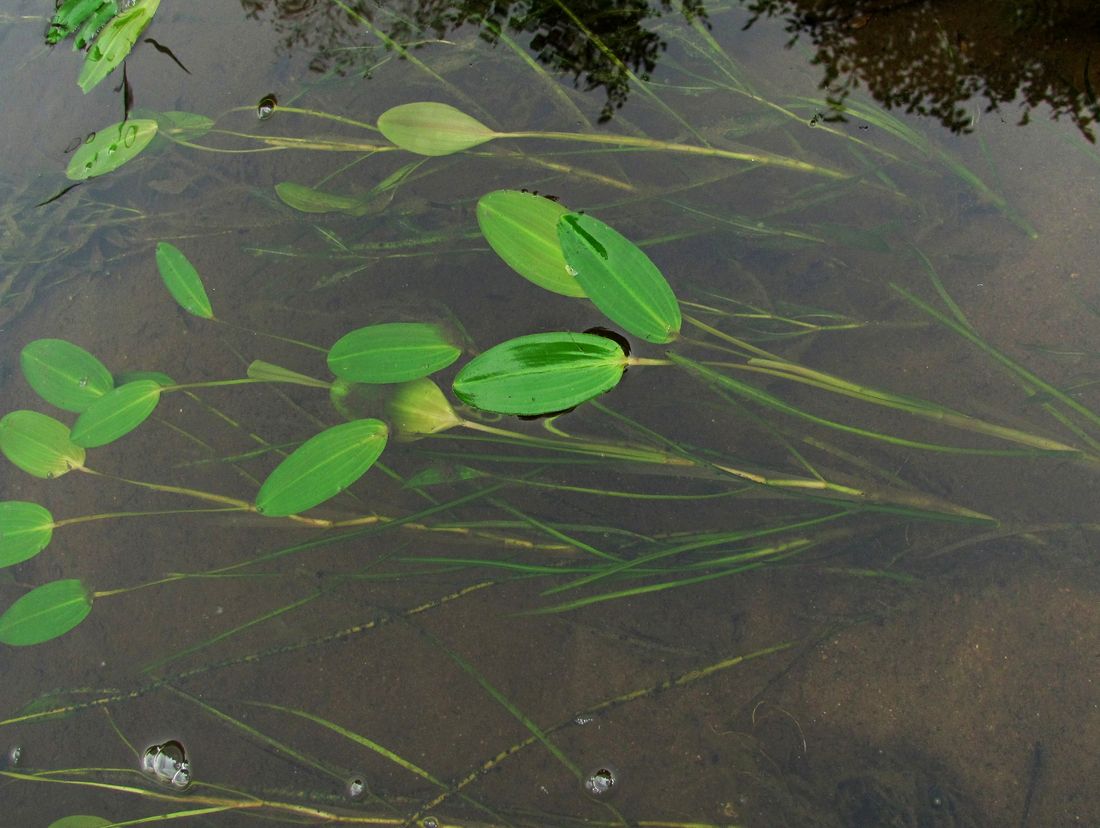 Изображение особи Potamogeton natans.