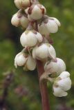 Pyrola minor. Фрагмент соцветия. Сахалинская обл., Охинский р-н, окр. г. Оха, побережье Охотского моря, юго-западный берег залива Кету (Первая бухта), верхняя часть приморской сопки. 24.07.2017.