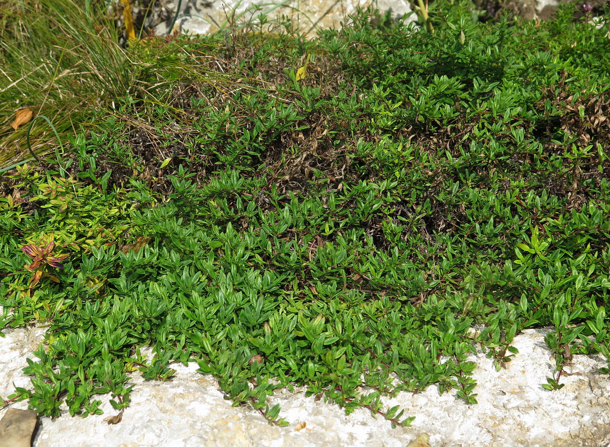 Image of Thymus komarovii specimen.