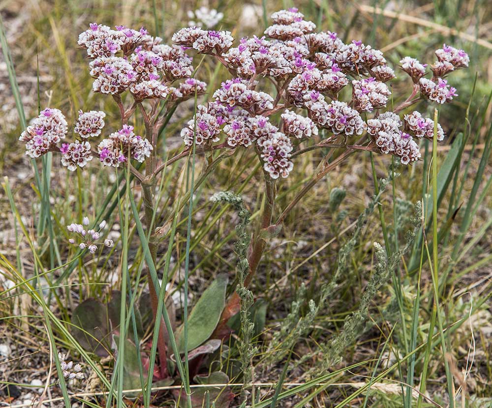 Image of Goniolimon speciosum specimen.