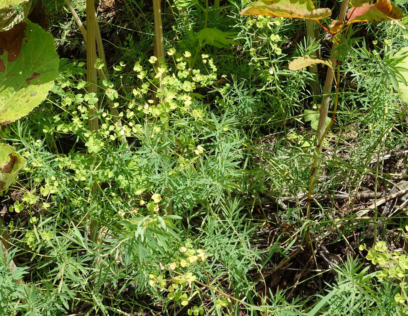 Изображение особи Euphorbia virgata.