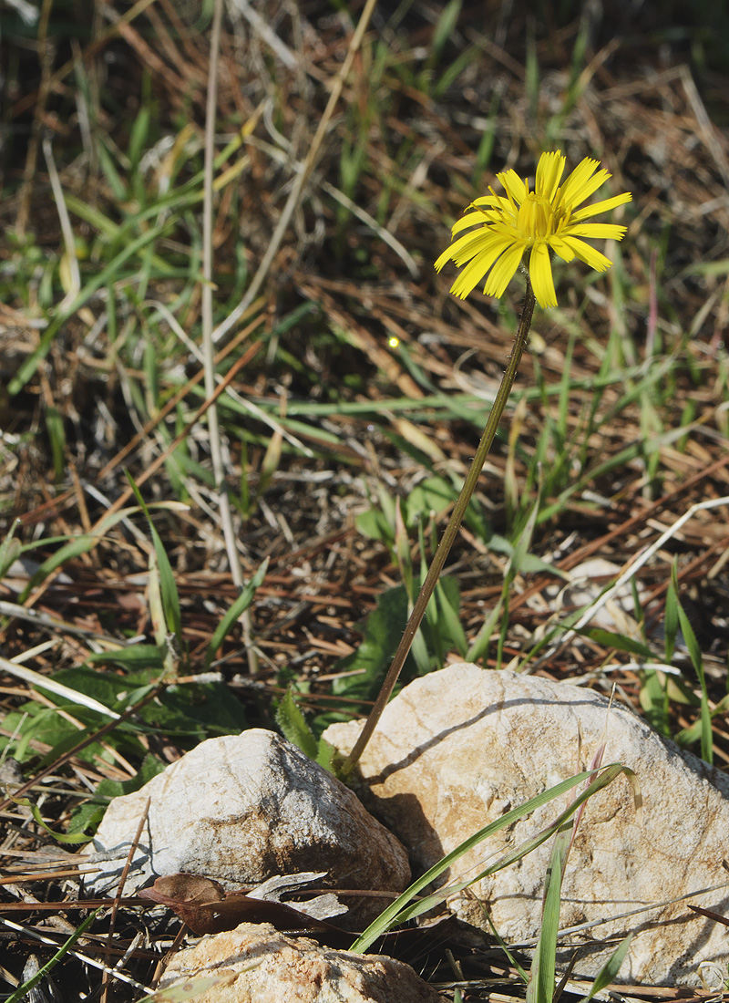 Image of Leontodon tuberosus specimen.