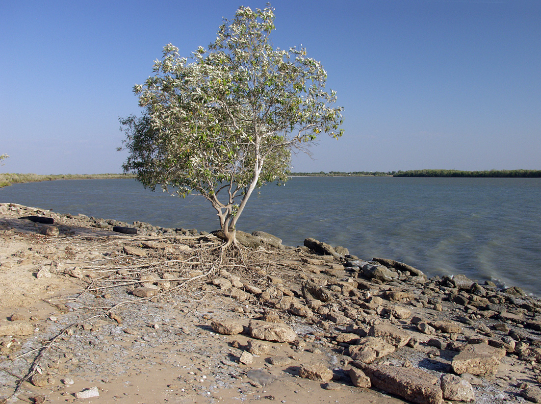 Изображение особи Avicennia marina.