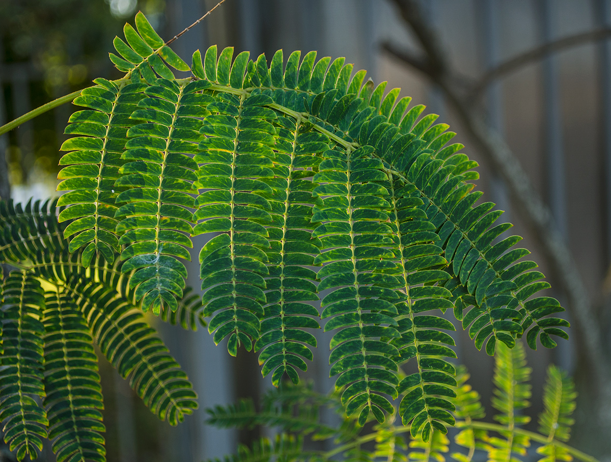 Image of Albizia julibrissin specimen.