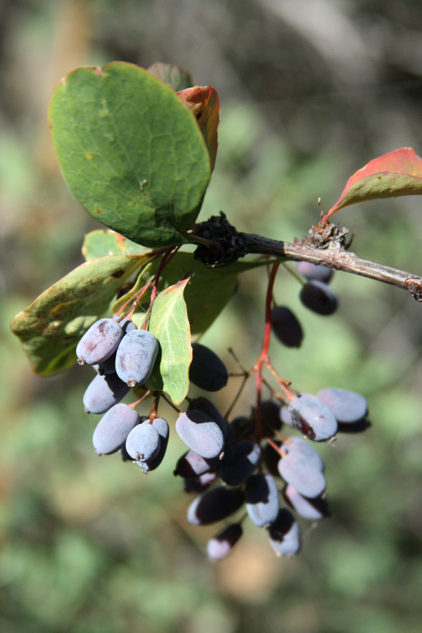 Изображение особи Berberis integerrima.
