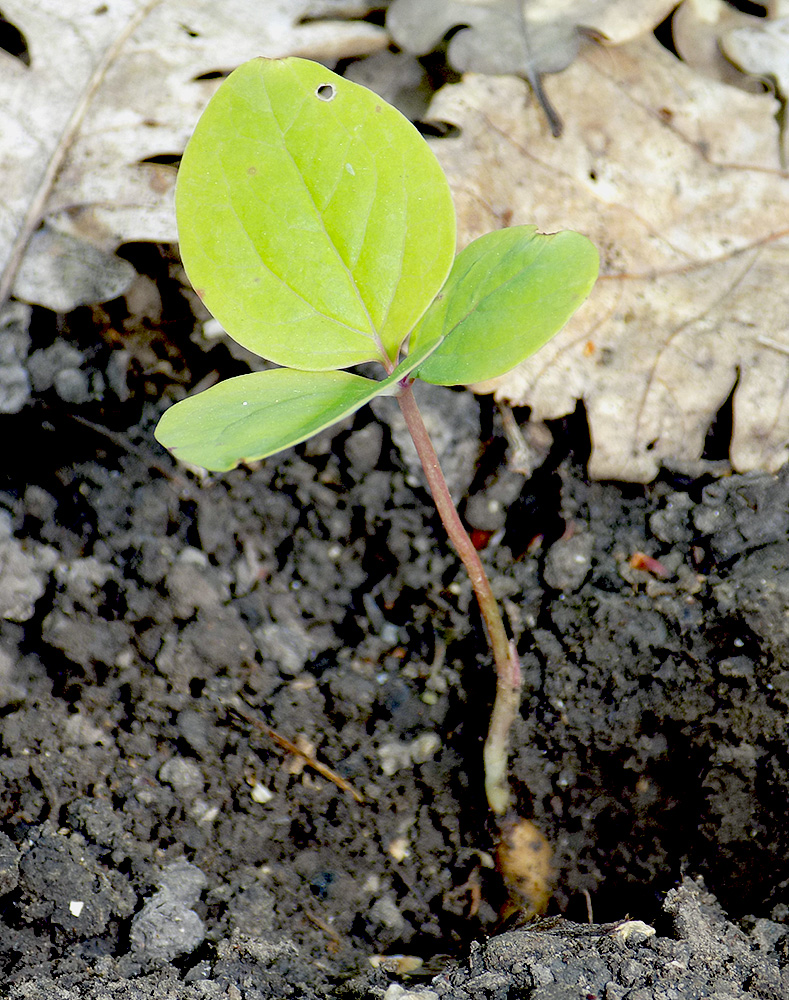 Изображение особи Paeonia caucasica.